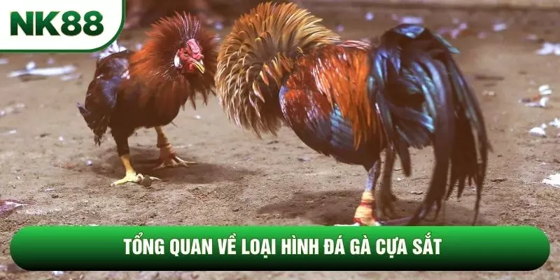 Tổng quan về loại hình đá gà cựa sắt